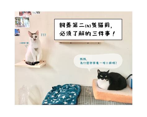 養2隻貓|第二隻貓 飼養之前，必須先了解的三件事情！